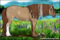 Horse Color:White Spotted Red Dun 