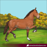 Horse Color:Chocolate Bay 