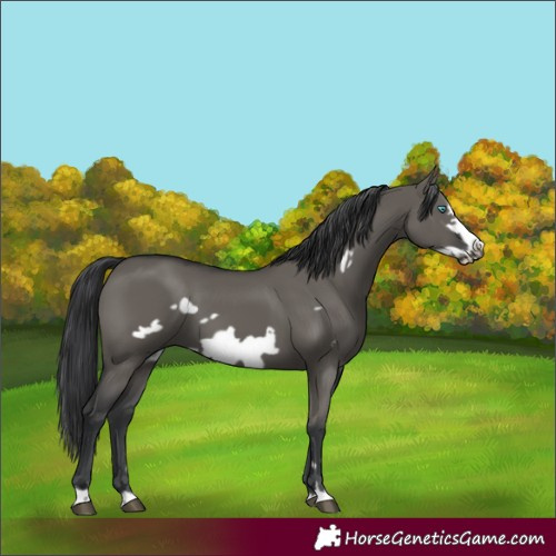 Horse Color:Grullo Frame 