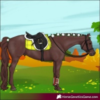 Horse Color:Chocolate Smoky Black 