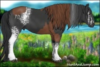 Horse Color:Chestnut and White Spotted Black