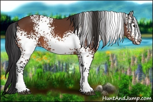 Horse Color:White Spotted Bay 