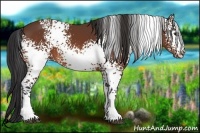 Horse Color:White Spotted Bay 