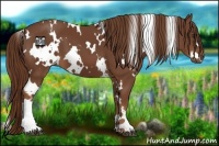 Horse Color:White Spotted Chestnut 