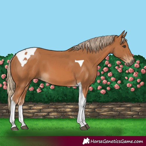 Horse Color:Chestnut Tobiano 