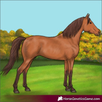 Horse Color:Chocolate Bay 