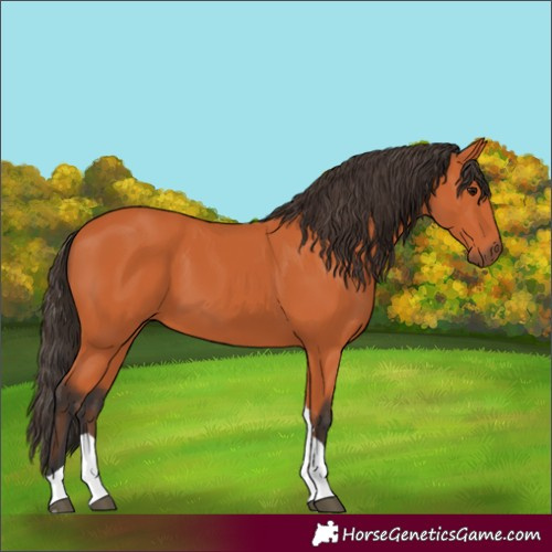 Horse Color:Bay Tobiano 