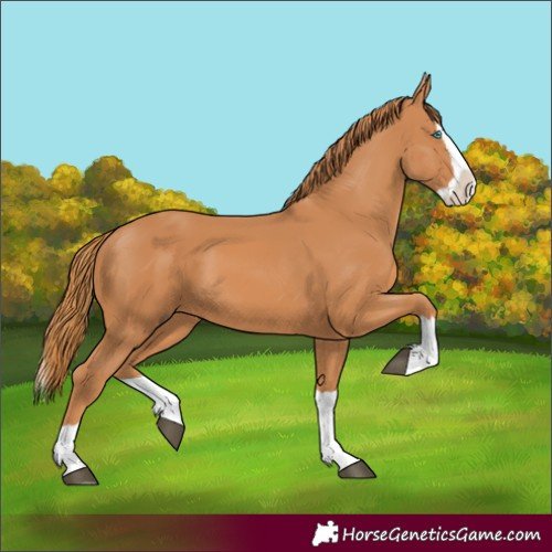 Horse Color:Chestnut Splash