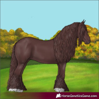 Horse Color:Chocolate Black