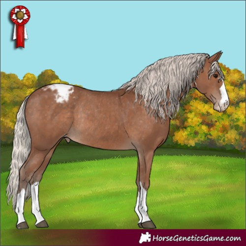 Horse Color:Silver Black Appaloosa Rabicano 