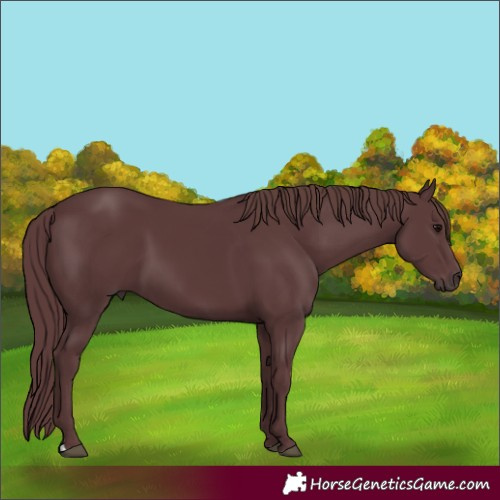Horse Color:Chocolate Black 