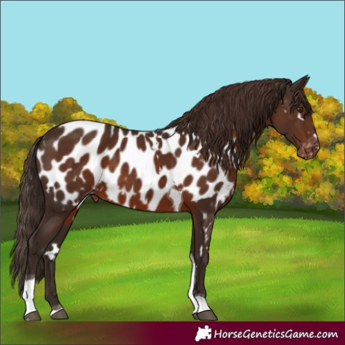 Horse Color:White Spotted Liver Chestnut Tobiano Near Leopard Rabicano 