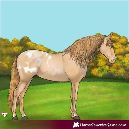 Horse Color:Chestnut Pearl Blanket