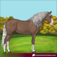 Horse Color:Silver Black Splash 