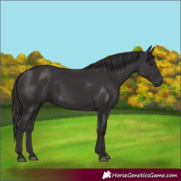 Horse Color:Smoky Black 