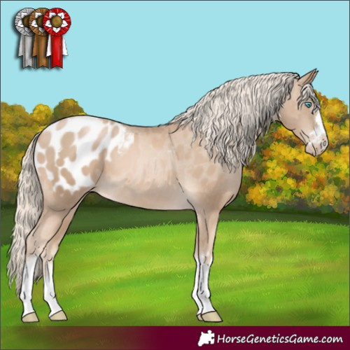 Horse Color:Chocolate Palomino Pearl Appaloosa 