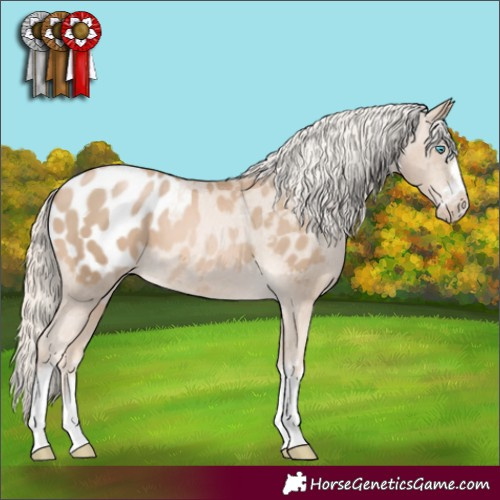 Horse Color:Chocolate Palomino Pearl Appaloosa 