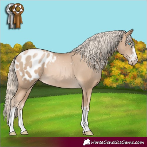 Horse Color:Chocolate Palomino Pearl Appaloosa