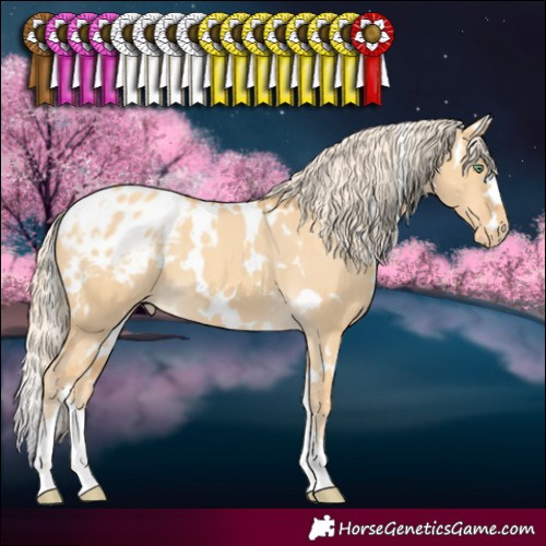 Horse Color:White Spotted Gold Cream Champagne Dun Appaloosa 