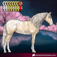 Horse Color:White Spotted Gold Cream Champagne Dun Appaloosa