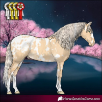 Horse Color:White Spotted Gold Cream Champagne Dun Appaloosa 