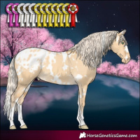 Horse Color:White Spotted Gold Cream Champagne Dun Appaloosa 