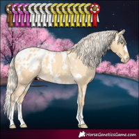 Horse Color:White Spotted Gold Cream Champagne Dun Appaloosa 