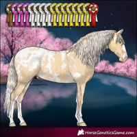 Horse Color:White Spotted Gold Cream Champagne Dun Appaloosa 