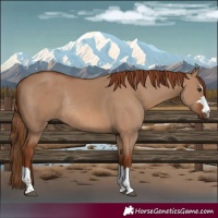 Horse Color:Red Dun Rabicano 