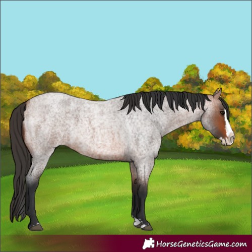Horse Color:Bay Roan Splash