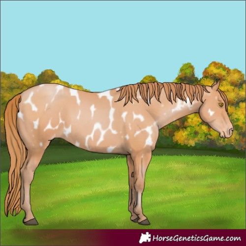 Horse Color:Bay Pearl Appaloosa 