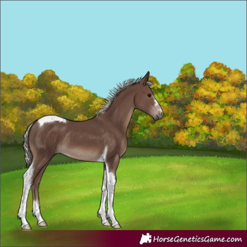 Horse Color:Silver Black Tobiano 