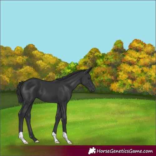 Horse Color:Black 