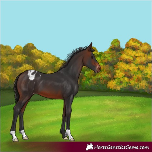 Horse Color:Brown Appaloosa 