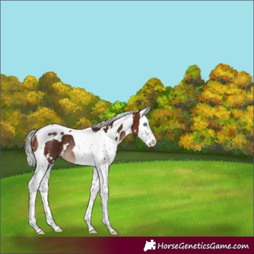 Horse Color:White Spotted Silver Brown Splash Tobiano Rabicano 