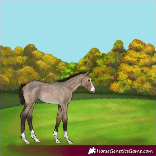 Horse Color:Gray Bay Roan Dun Rabicano 