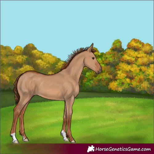 Horse Color:Red Dun 