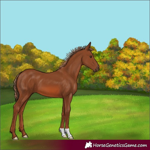 Horse Color:Chestnut 