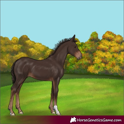 Horse Color:Liver Chestnut 