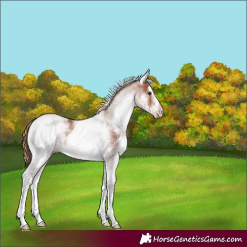 Horse Color:White Spotted Chestnut