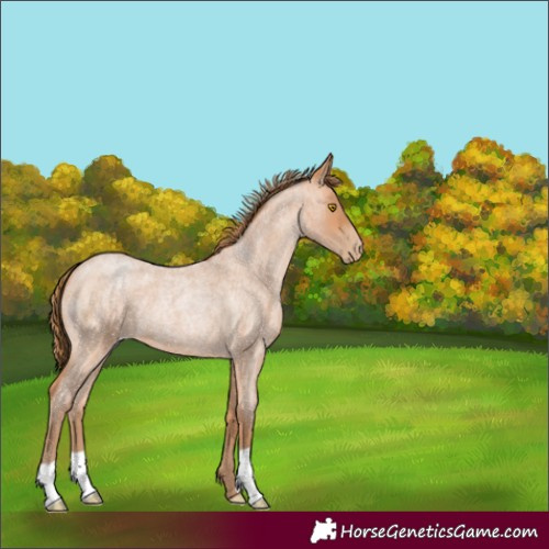 Horse Color:Bay Roan Pearl