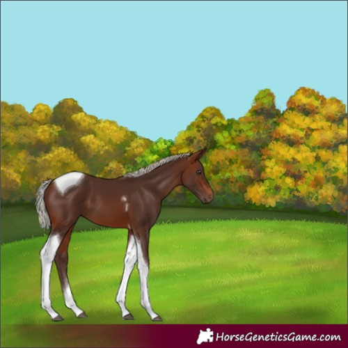 Horse Color:Silver Brown Tobiano 
