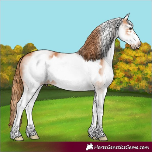 Horse Color:White Spotted Chestnut Frame 