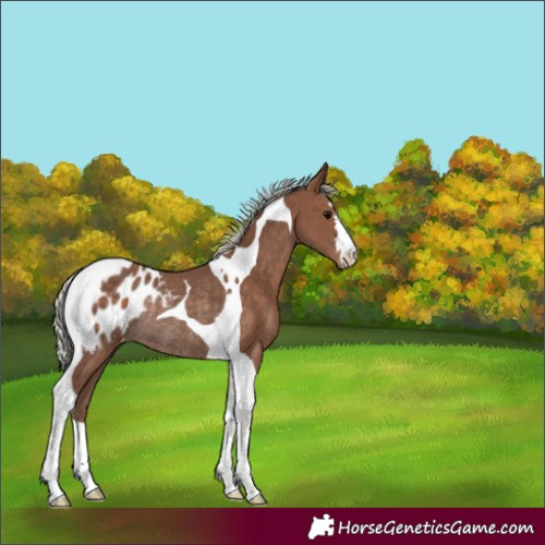 Horse Color:Silver Black Tobiano Appaloosa Rabicano 