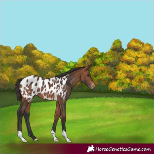 Horse Color:Bay Appaloosa 