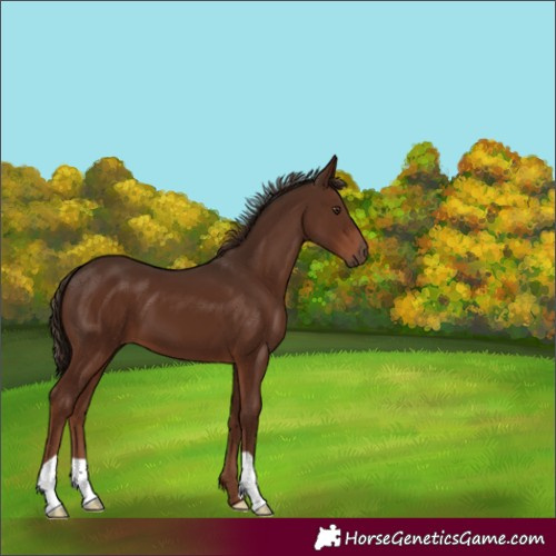 Horse Color:Liver Chestnut 