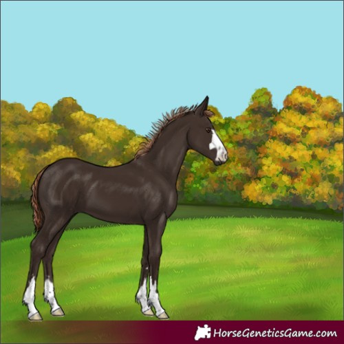 Horse Color:Liver Chestnut 