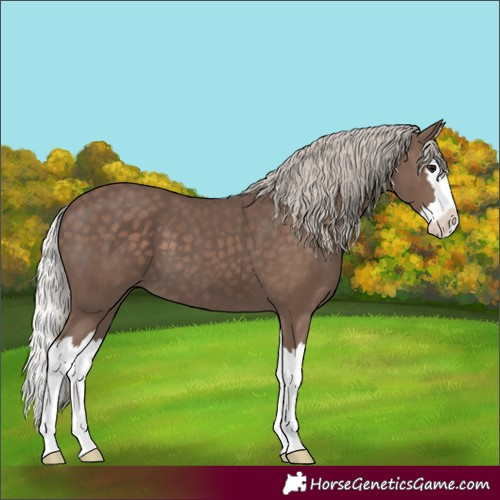 Horse Color:Silver Black Splash 