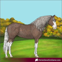 Horse Color:Silver Black Splash