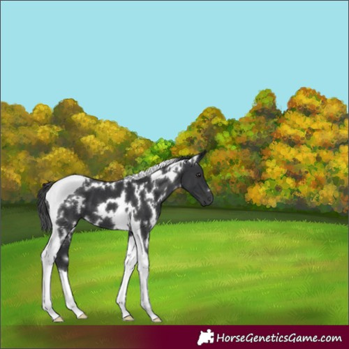 Horse Color:White Spotted Black Tobiano